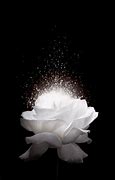 Image result for Black and White Flower iPhone Wallpaper