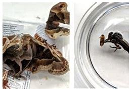 Image result for Insect Specimens Dried