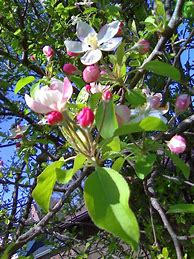 Image result for Red Delicious Apple Blossom