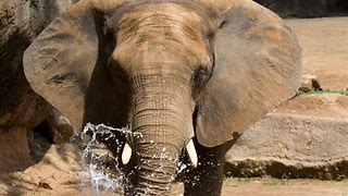 Image result for African Elephant Zoo