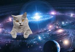 Image result for Galaxy Cat Meme