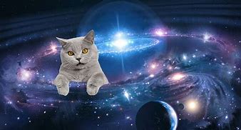 Image result for Galaxy Cat Meme