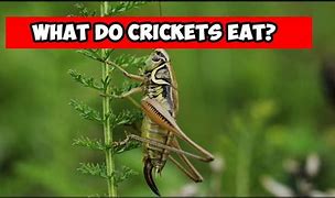 Image result for Live Crickets for Sale