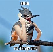 Image result for Chickadees Chirps Meme