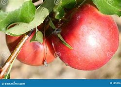 Image result for Red Apple Trees Stock Photo