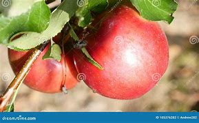 Image result for Deep Red Apple