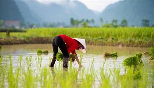 Image result for Vietnam Farming