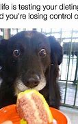 Image result for Puppies Eating Dog Food Meme