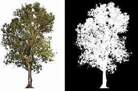 Image result for Tree Alpha Map
