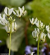 Image result for Dodecatheon meadia Album