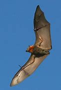 Image result for Bat Mammal