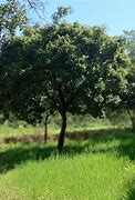 Image result for Baru Tree