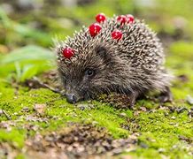 Image result for Wild Hedgehog
