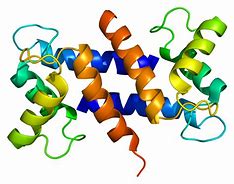 Image result for S100 Protein