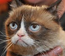 Image result for Grumpy Cat Glasses