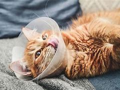 Image result for Cat Spay Infection