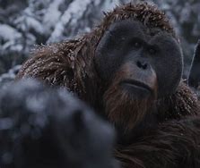 Image result for Maurice War for the Planet of the Apes