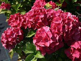 Image result for HYDRANGEA MACR. RED BARON