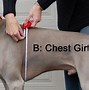 Image result for How Large Is 25 Inch Dog