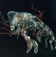 Afbeeldingsresultaten voor "phronima Atlantica". Grootte: 181 x 185. Bron: alchetron.com