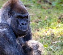 Image result for Ozzie world's oldest gorilla dies