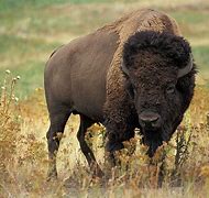 Image result for bisonte