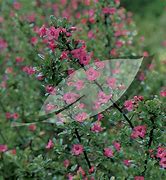 Image result for Escallonia rubra Crimson Spire