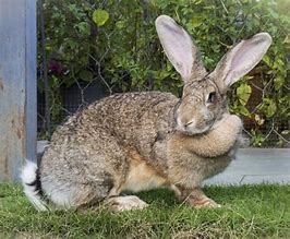 Image result for Flemish Giant Rabbit Pet