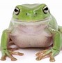 Image result for White Tree Frog Diet