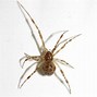Image result for Common House Spider Identification