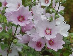 Image result for Lavatera Barnsley