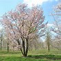 Image result for Prunus sargentii