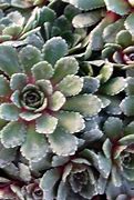 Image result for Saxifraga Whitehill
