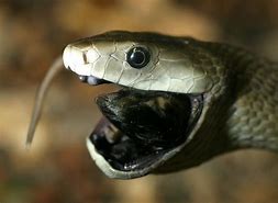 Image result for Black Mamba Moving