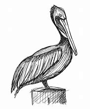 Image result for Pelican Images. Free