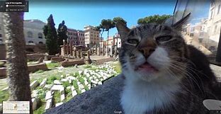 Image result for Google Cat Meme