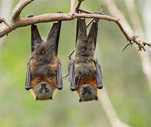 Image result for Adorable Fruit Bats