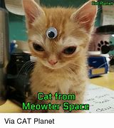 Image result for Cat Planet Meme