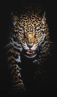 Image result for Leopard Print iPhone Background