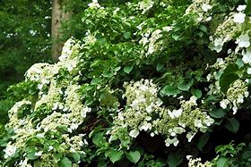 Image result for Climbing Hydrangea Vines