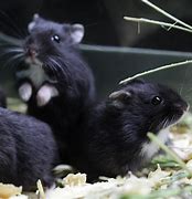 Image result for Black Dwarf Hamster