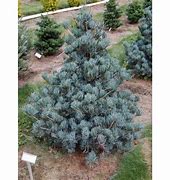 Image result for Pinus parviflora Hatch - Ichi