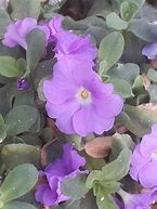 Image result for Primula allionii Pictons Variety