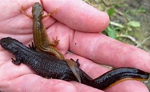 Image result for Newt Ireland