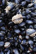 Image result for Saltwater Mussels
