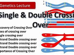 Image result for Single Crossing Over