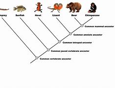 Image result for Tree Animals