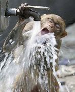 Image result for Funny Animal Drinking
