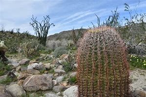 Image result for Cactus in the Wild