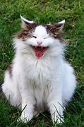 Image result for Cat Laugh